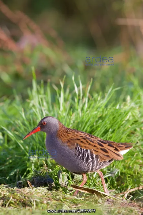 : Water Rail - Single adult bird foraging in grass : Water Rail - Single adult bird foraging in grass