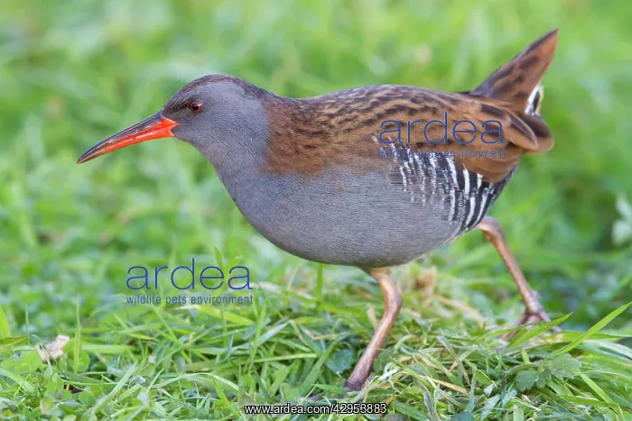 : Water Rail - Single adult bird foraging in grass : Water Rail - Single adult bird foraging in grass