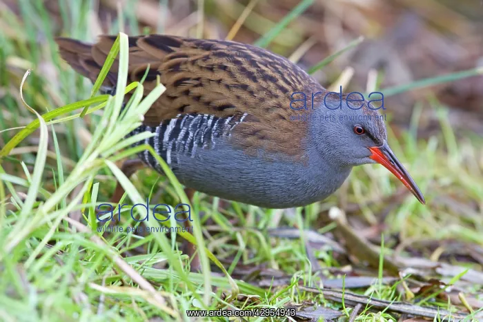 : Water Rail - Single adult bird in reeds by edge of lake : Water Rail - Single adult bird in reeds by edge of lake