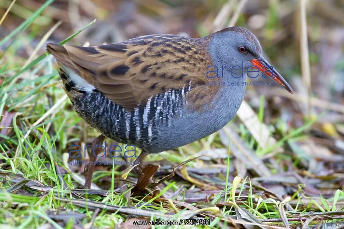 : Water Rail - Single adult bird in reeds by edge of lake : Water Rail - Single adult bird in reeds by edge of lake