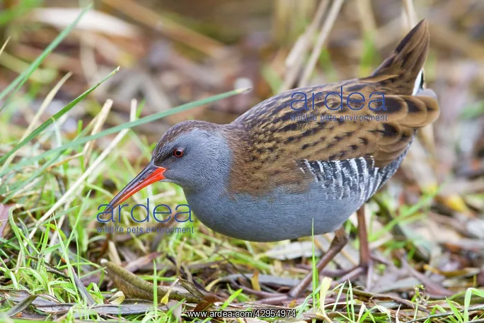 : Water Rail - Single adult bird in reeds by edge of lake : Water Rail - Single adult bird in reeds by edge of lake