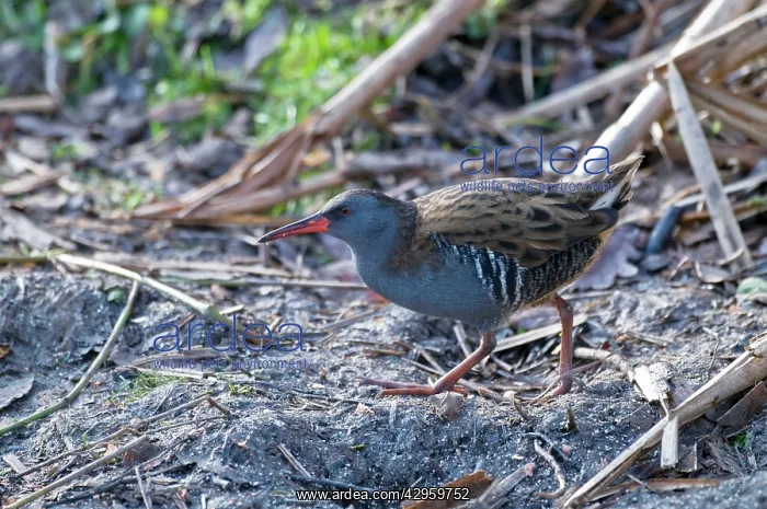 : Water Rail - standing in open : Water Rail - standing in open