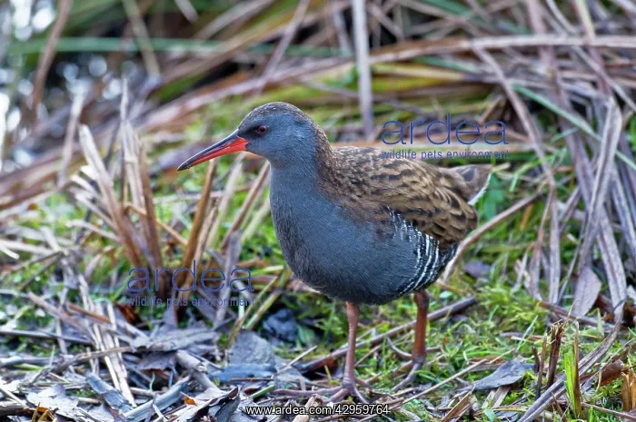 : Water Rail - standing in open : Water Rail - standing in open