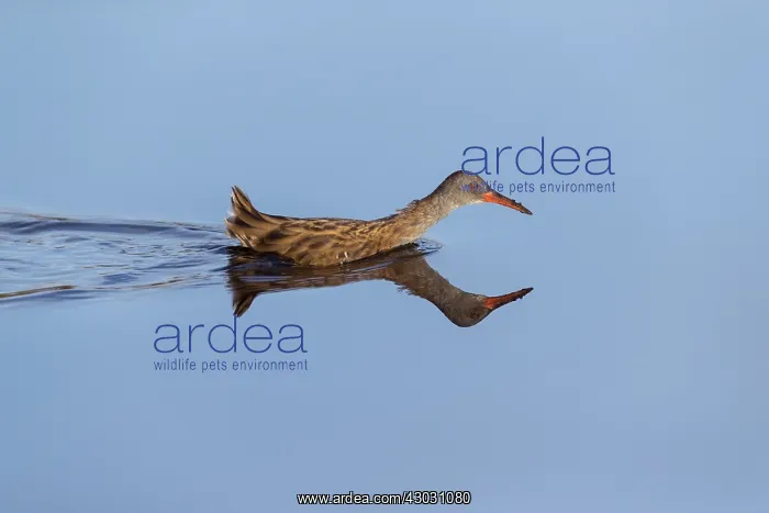: Water Rail - Wading - Isles of Scilly - UK : Water Rail - Wading - Isles of Scilly - UK