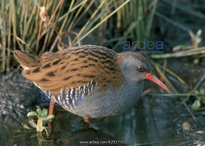 : Water Rail - By water and reeds : Water Rail - By water and reeds