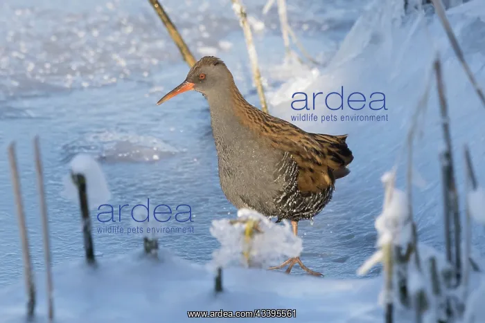 : Water Rail Winter : Water Rail Winter