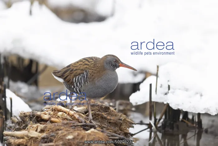 : Water Rail Winter : Water Rail Winter