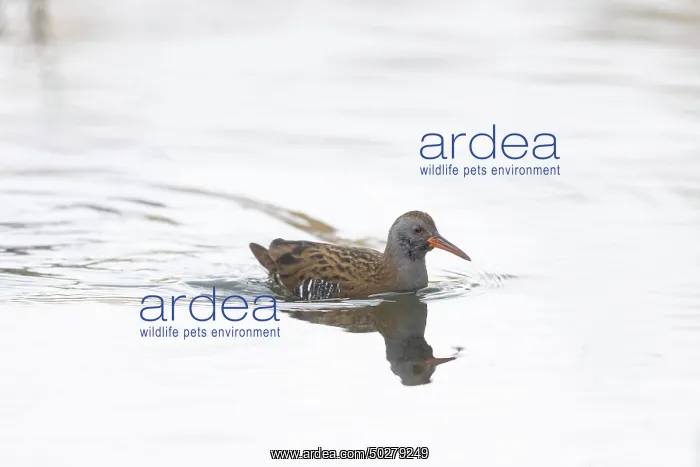 : Water Rail Winter : Water Rail Winter