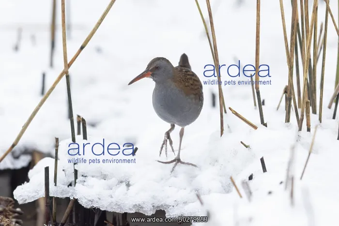 : Water Rail Winter : Water Rail Winter