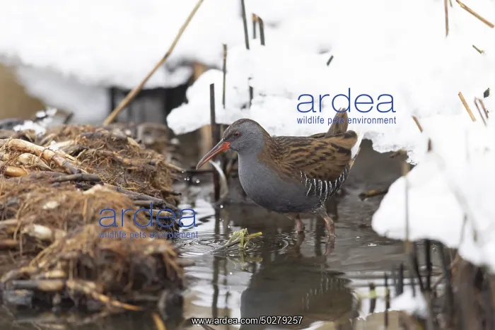 : Water Rail Winter : Water Rail Winter