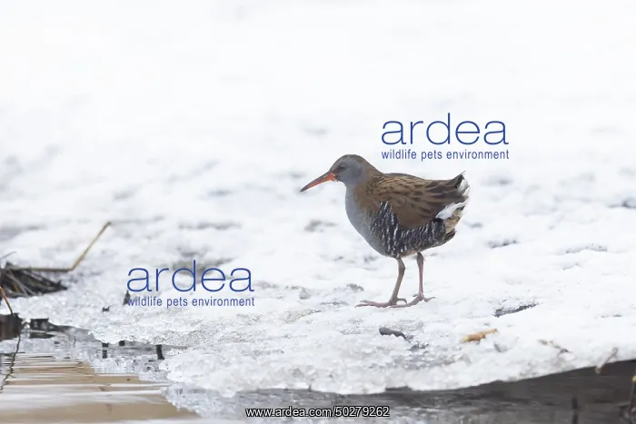 : Water Rail Winter : Water Rail Winter
