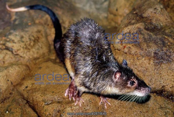 : WATER RAT - on creek bank : WATER RAT - on creek bank