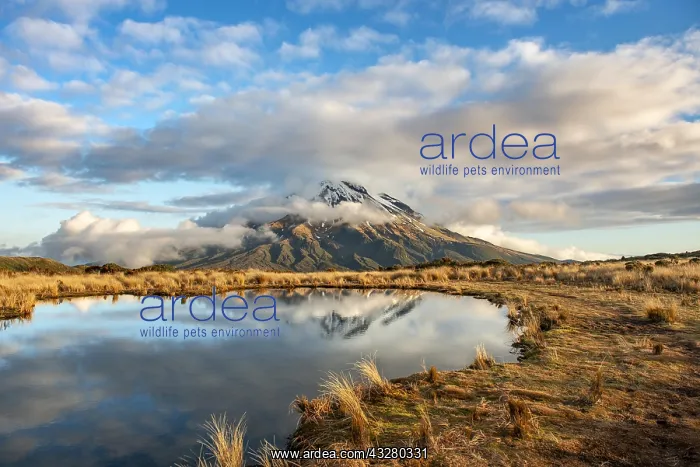 : Water reflection in Pouakai Tarn, stratovolcano : Water reflection in Pouakai Tarn, stratovolcano
