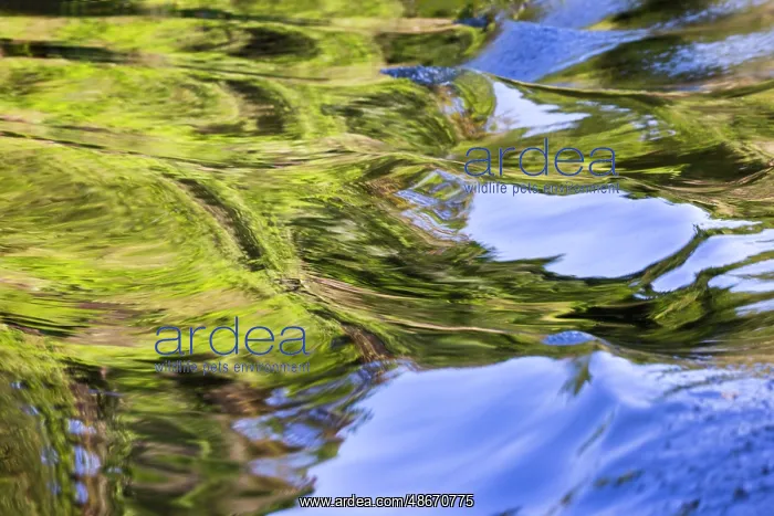 : Water reflections behind small boat in the Pantanal region : Water reflections behind small boat in the Pantanal region