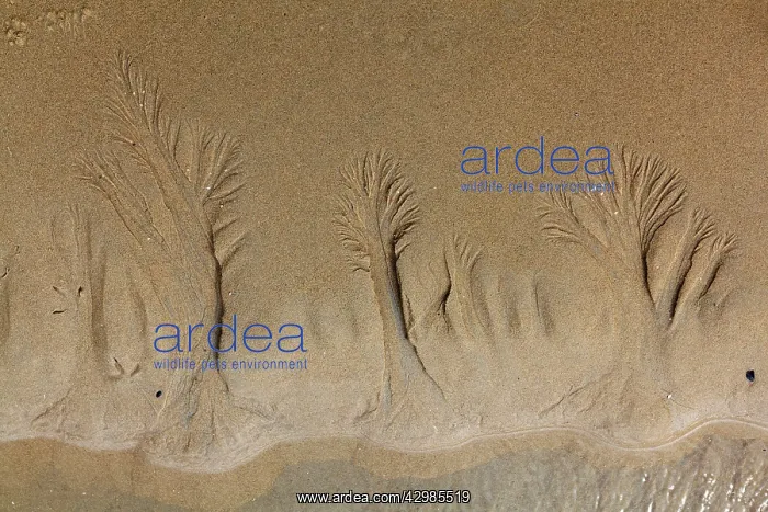 : Water Rivulets - in the sand on beach at low tide : Water Rivulets - in the sand on beach at low tide