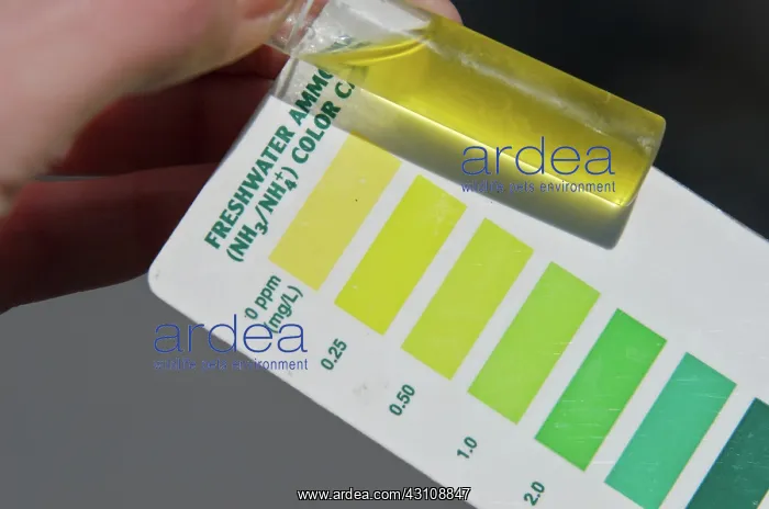 : Water Sample with Ammonia Color Chart : Water Sample with Ammonia Color Chart