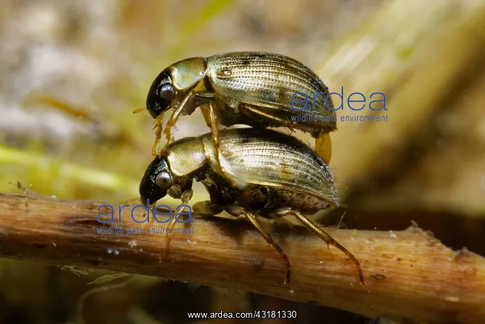 : Water scavenger beetle (Laccobius sinuatus) in a : Water scavenger beetle (Laccobius sinuatus) in a
