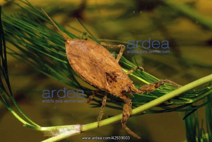  : Water Scorpion