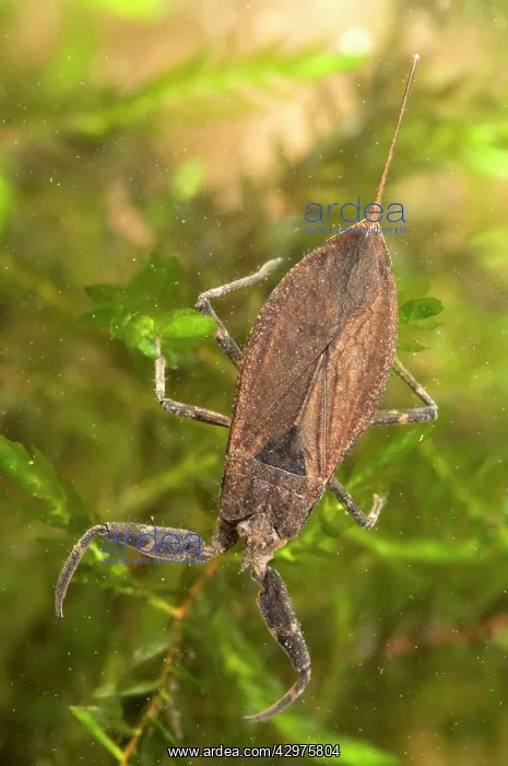  : Water Scorpion