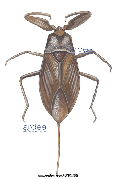 : Water-scorpion : Water-scorpion