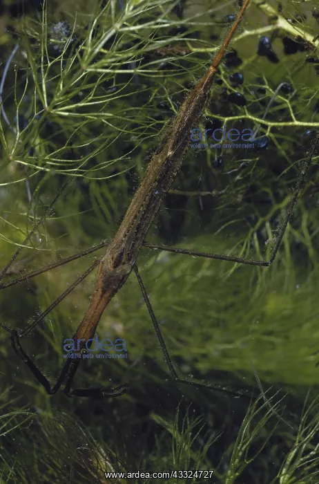 : Water Scorpion : Water Scorpion
