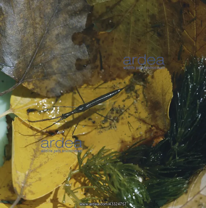: Water Scorpion : Water Scorpion