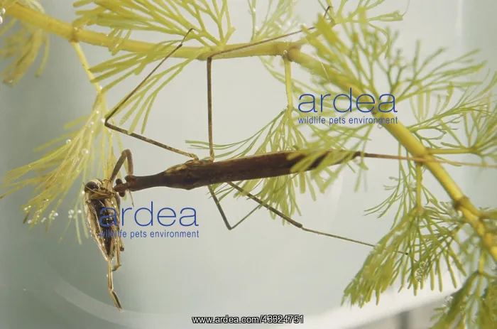 : Water Scorpion with Prey : Water Scorpion with Prey