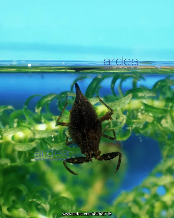 : Water scorpion waits amongst water weed for prey : Water scorpion waits amongst water weed for prey