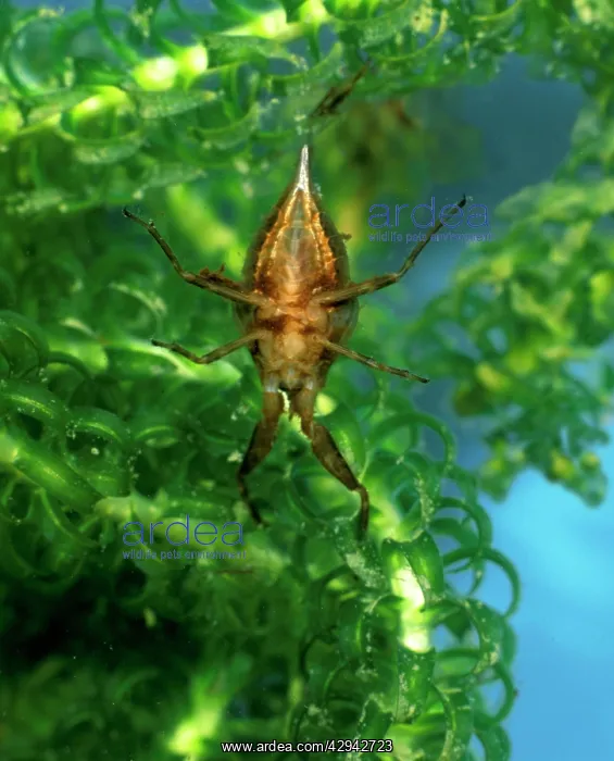  : Water scorpion amongst water plants view of undersidewater