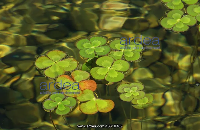 : Water shamrock - an aquatic fern : Water shamrock - an aquatic fern