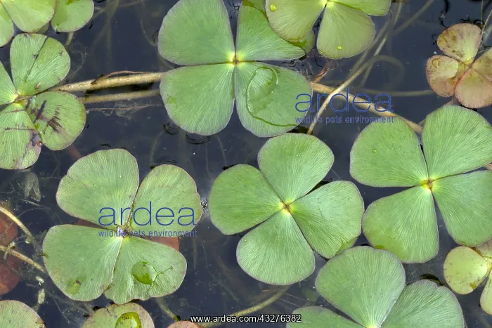 : Water Shamrock (Marsilea quadrifolia) : Water Shamrock (Marsilea quadrifolia)