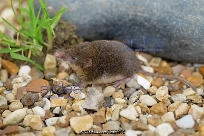 : Water Shrew : Water Shrew
