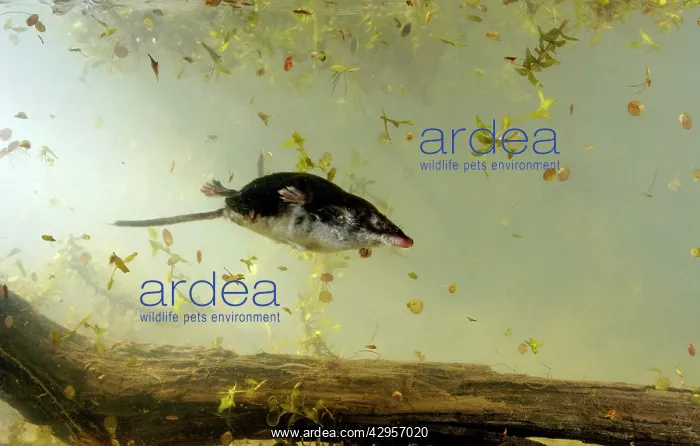: Water shrew : Water shrew