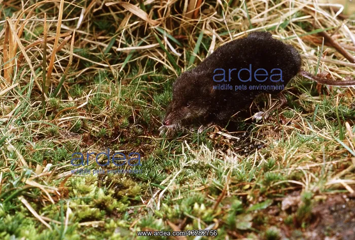 : WATER SHREW : WATER SHREW