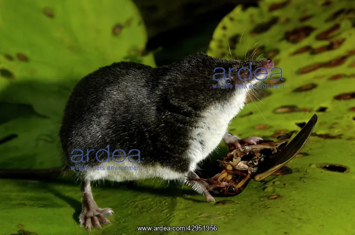  : Water shrew, adult, on alert while devouring a