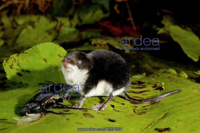 : Water shrew, adult, on alert while devouring a : Water shrew, adult, on alert while devouring a