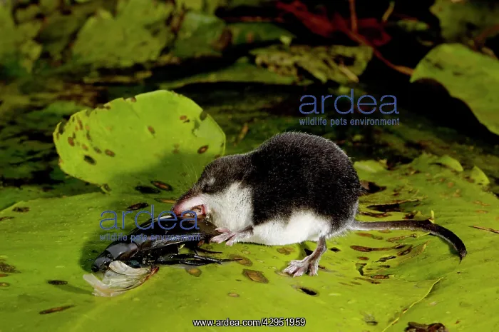 : Water shrew, adult, devours a water beetle : Water shrew, adult, devours a water beetle