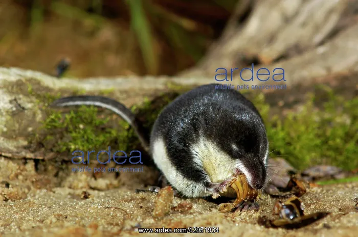 : Water shrew, adult, devours a water beetle (a predatious : Water shrew, adult, devours a water beetle (a predatious