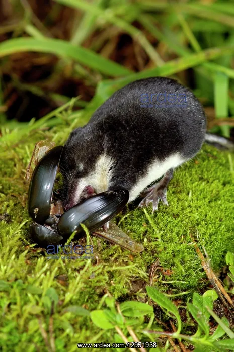 : Water shrew, adult, devours a water beetle (a predatious : Water shrew, adult, devours a water beetle (a predatious