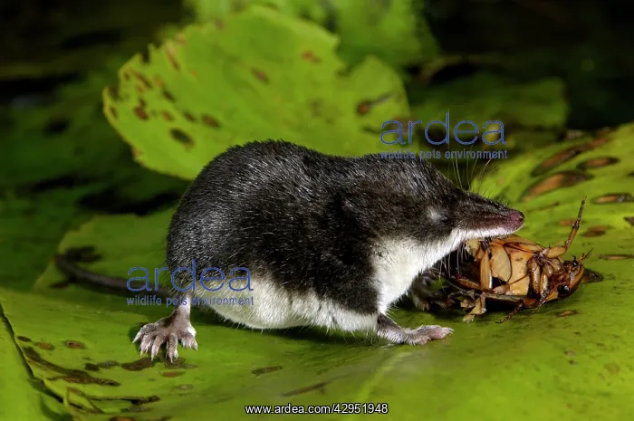 : Water shrew, adult, devours a water beetle (a predatious : Water shrew, adult, devours a water beetle (a predatious