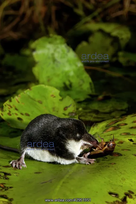 : Water shrew, adult, devours a water beetle (a predatious : Water shrew, adult, devours a water beetle (a predatious
