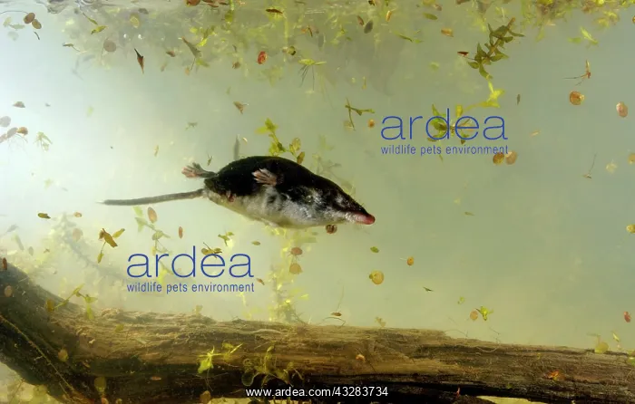 : Water shrew, adult, dives and swims underwater in : Water shrew, adult, dives and swims underwater in