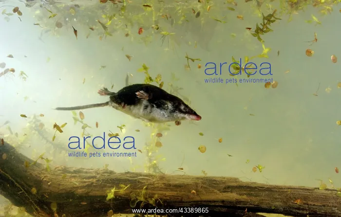: Water shrew, adult, dives and swims underwater in : Water shrew, adult, dives and swims underwater in