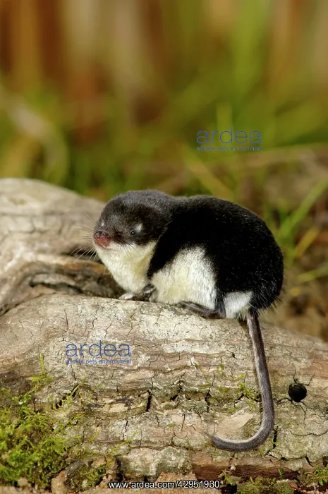 : Water shrew, adult, rests after a meal (as it consumes : Water shrew, adult, rests after a meal (as it consumes