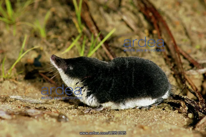 : Water shrew, adult, searches for food; : Water shrew, adult, searches for food;