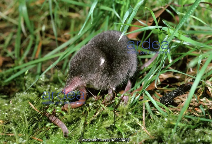 : WATER SHREW - eating a worm : WATER SHREW - eating a worm