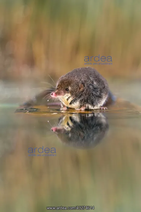 : Water Shrew - with reflection : Water Shrew - with reflection
