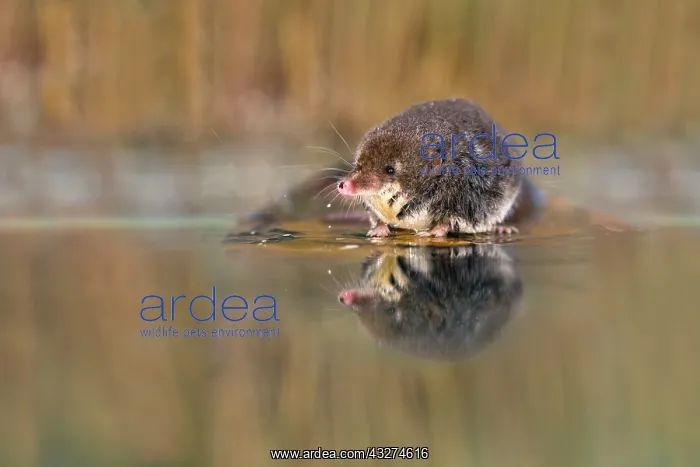 : Water Shrew - with reflection : Water Shrew - with reflection
