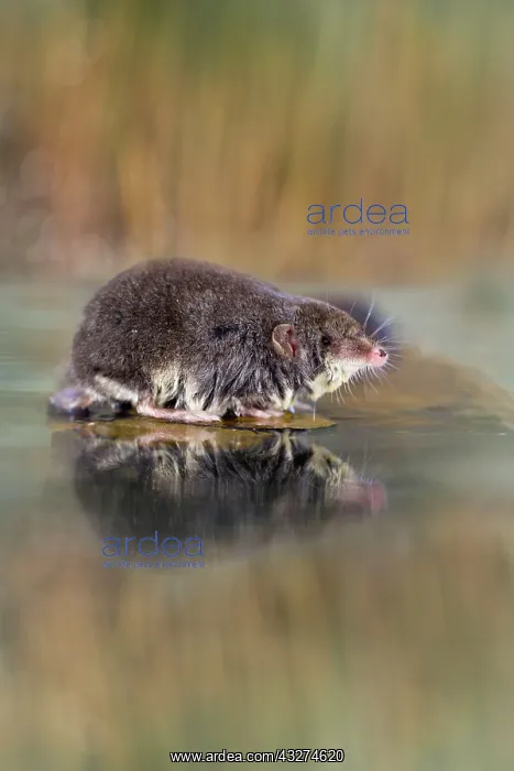: Water Shrew - with reflection : Water Shrew - with reflection