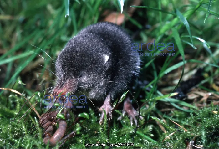 : WATER SHREW - young, catching worm : WATER SHREW - young, catching worm